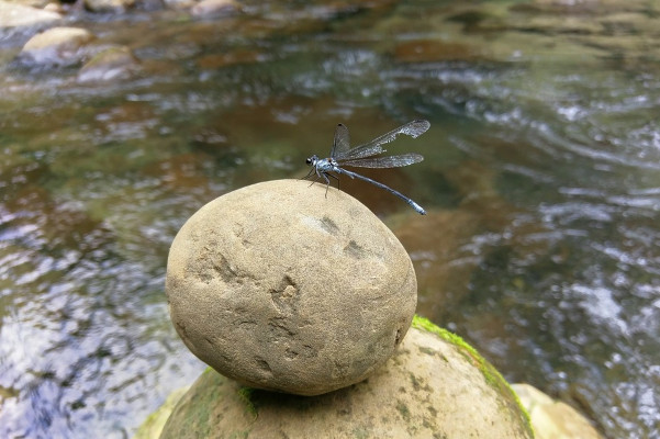 有一块石头三尺见方，放在水上不但没有沉落，反而过江而去，石头也没有湿。（pixabay.com） 