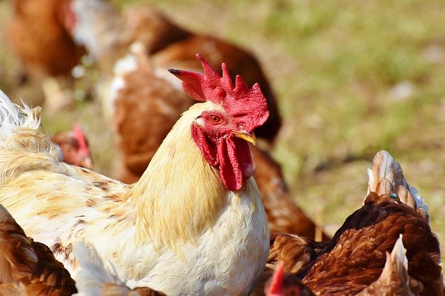 湖南爆发H5N1高致病性禽流感疫情