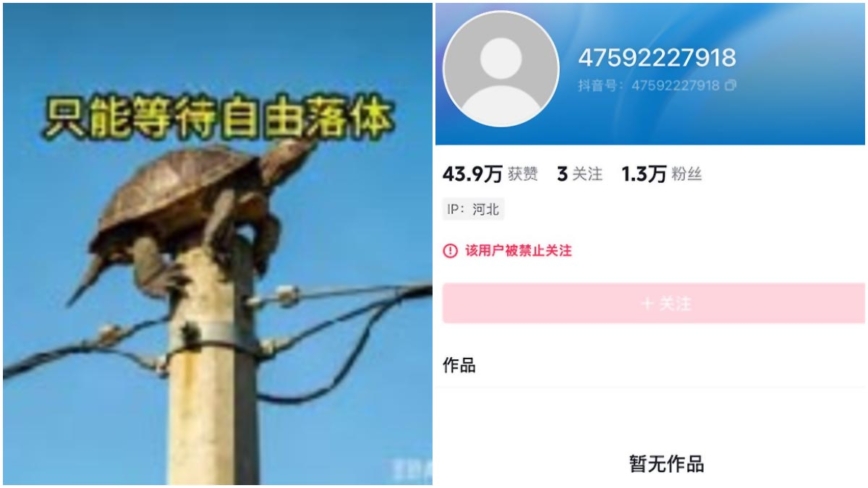 “电线杆顶上的乌龟”暗讽谁？ 抖音视频被封杀
