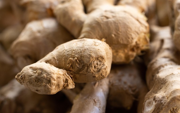 “沙姜”干扰癌细胞能量代谢方式 或成抗癌利器