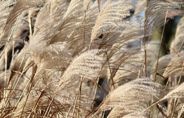 【九评征文】一个中国最普通家庭遭受中共迫害的经历