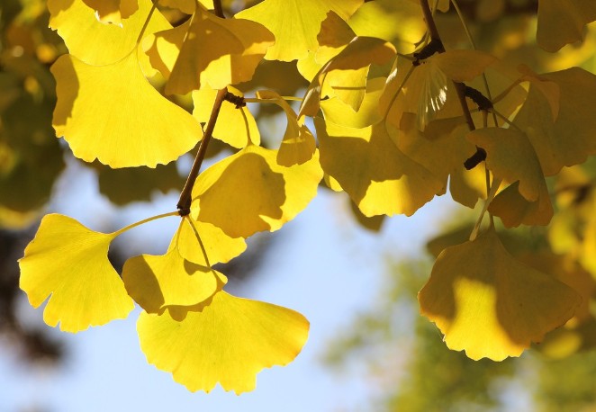 不厌病僧　冤报得解