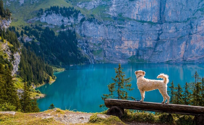 【九评征文】冼扬:消失了的狗叫